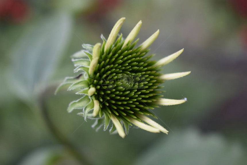 毯子花是向日葵科的开花植物Gaillardia花蕾背景模糊紫菀家族的花图片