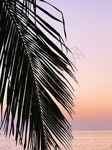 热带椰子棕榈树枝在五颜六色的日落上的美丽轮廓图片