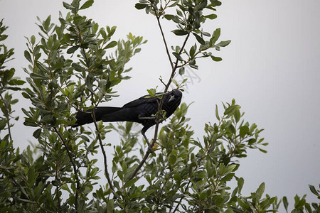 雄大尾鸟Quiscalusmexickanus从树洞里往图片