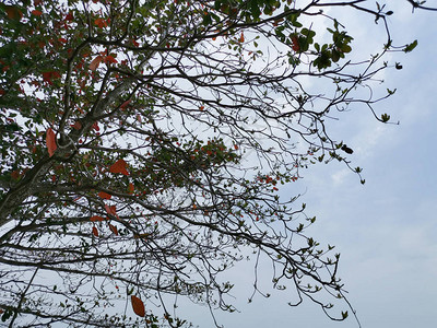榄仁树的美丽叶子图片