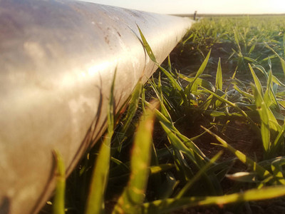 在麦田的灌溉线喷灌系统农村土地上的谷物芽西班牙农业谷物图片
