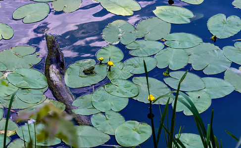 池塘上含黄色花朵的百合水图片