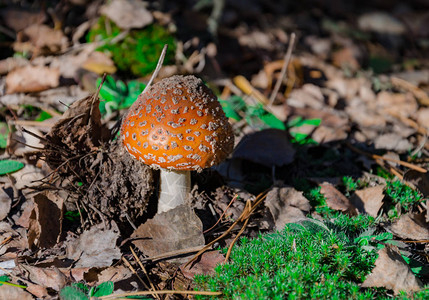 蘑菇不易食用在森林里长着红帽图片