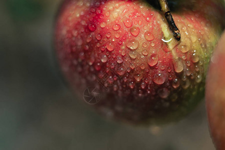 新鲜红苹果在树底生长雨后宏观视图片