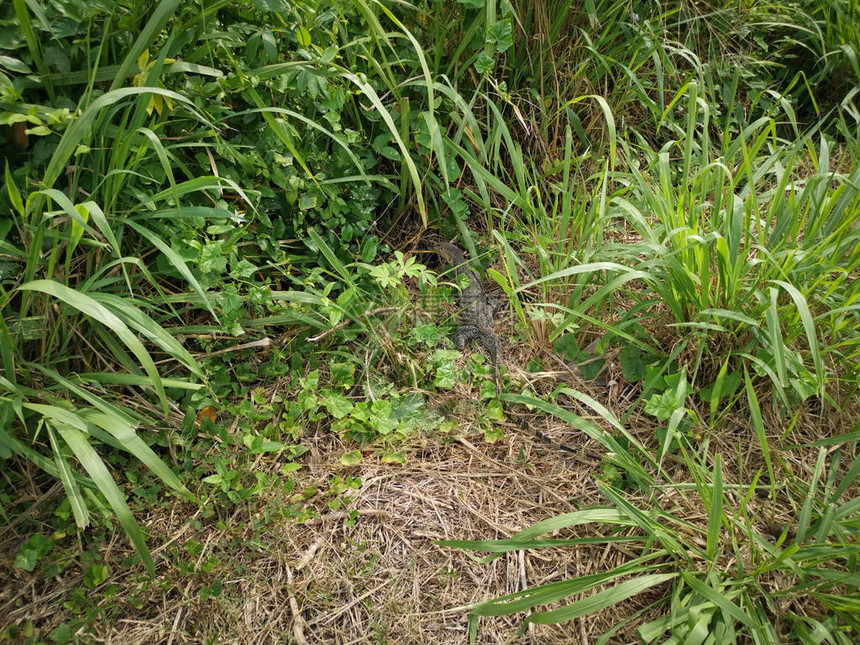 亚洲水巨蜥躲在灌木丛中图片