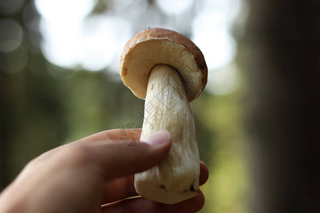 捷克森林特有的蘑菇展览上的便士面包牛肝菌准备好了图片