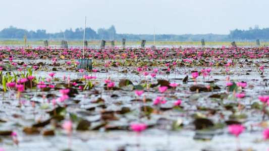 荷花四条屏泰国博他仑省ThaleNoi水禽保护区公园池塘中许多红莲花或红印度睡莲或睡莲花的美丽自然景观背景