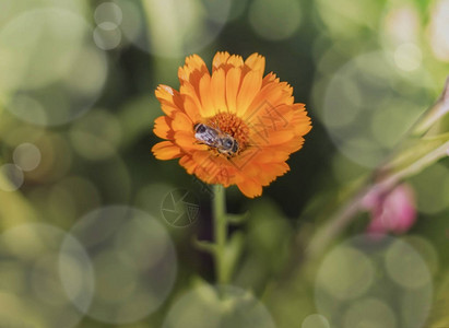 蜜蜂收集来自桑尼天气的卡伦杜拉花朵的蜜糖图片