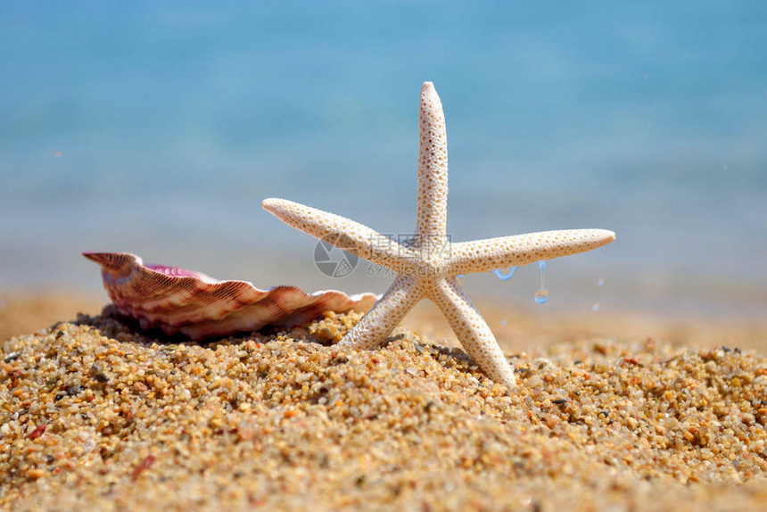 白海星和沙壳在海洋背景的沙子上夏日概念SummerUnitic图片
