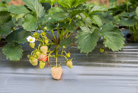 Stawberry农场使用地面广图片