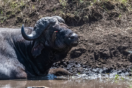 坦桑尼亚曼雅拉湖中的水牛躺在水中小图片