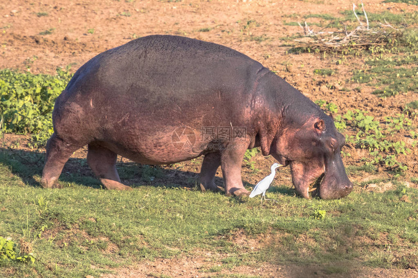 南非克鲁格公园莱塔巴河岸的普通河马Hippopotamusamphibius或以草为食的河马图片