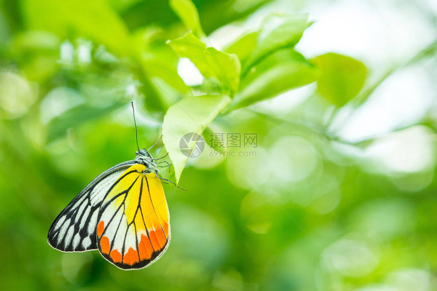 自然模糊背景的叶子上美丽的蝴蝶图片