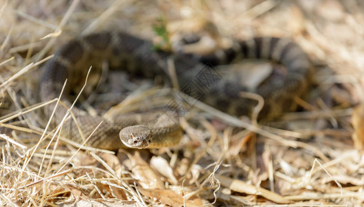 北太平洋拉特勒斯纳克Rattlesnake联合并准备发动攻击图片