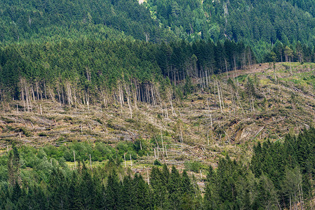 因强风而倒下的数千棵树的森林高清图片