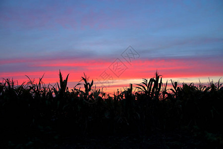 在玉米地边缘的农村地区拍摄的照片图为日落时美丽的天空映衬图片