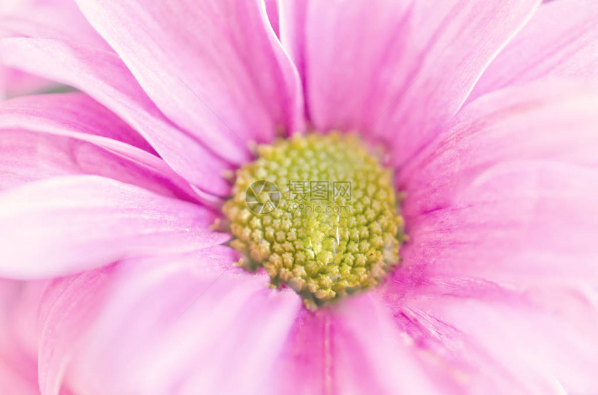 粉红色菊花上一滴水或晨露的微距照片图片