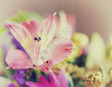 美丽的粉红百合花软焦点图片