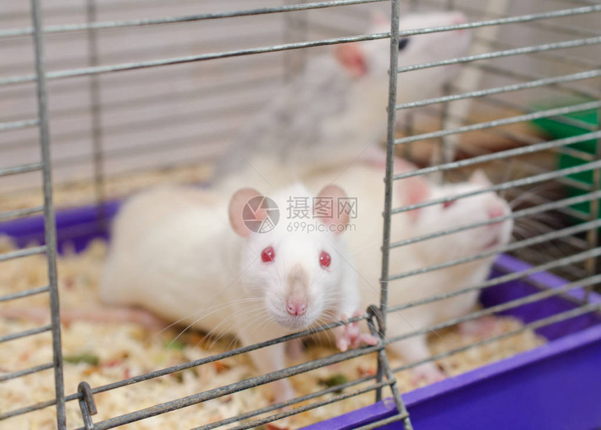 与其他大鼠一起在笼子外看着怪异的白色实验室老鼠图片