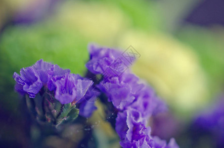 夜光中美丽紫罗兰花的模糊柔焦轮廓图片