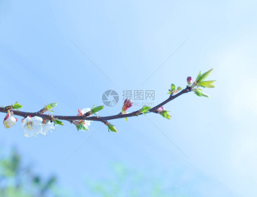 蓝天对面有绿芽和第一春花的单树枝浅露DOF图片