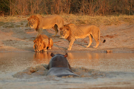 一群狮子在美丽的灯光下自然栖息地中的野生动物非洲野生动物这是非图片