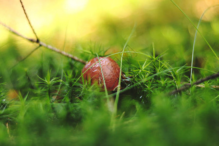 微小的棕色蘑菇Imleriabadia隐藏在森林苔藓和针叶中间图片