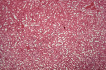 显微镜下小鼠的立方上皮细胞图片