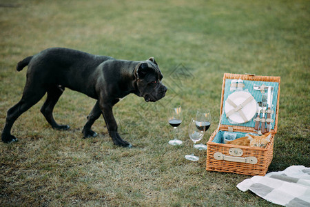 一只黑警犬站在野餐用具和酒杯图片