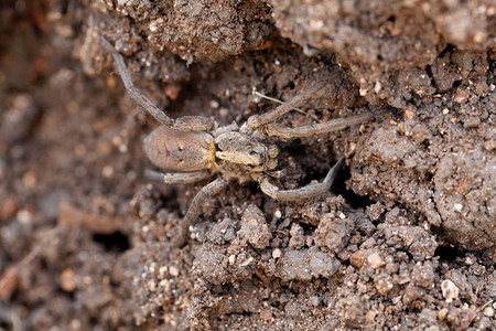 东非棕色土地上的漏斗网蜘蛛图片