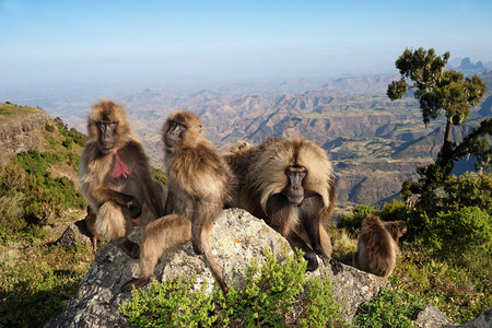 狒哺乳动物猴子高清图片