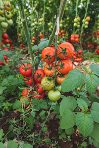 挂在花园或温室里一个番茄植物的葡萄树上的新鲜成熟自然有机和图片