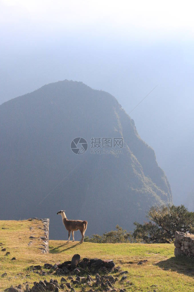 Picchu是位于秘鲁安第斯山脉上Urubamba河谷之上的Incan城堡图片