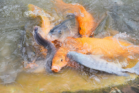金鲤鱼罗非鱼或橙鲤鱼和鲶鱼在水面池塘淡图片