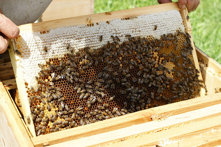 在养蜂人的手中蜂巢里有蜂蜜和蜂图片
