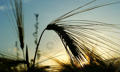 日落背景上的小麦穗夕阳的光芒穿透了麦田在麦田阳光强的风图片