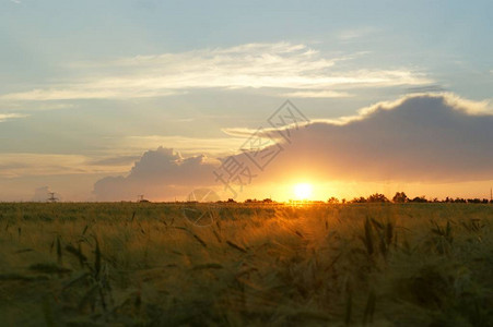 日落背景金麦田和日落时小麦田软图片