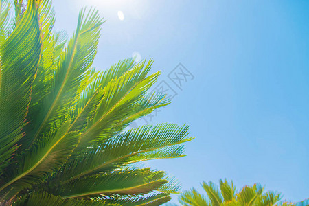 天空背景上的棕榈叶有选择图片