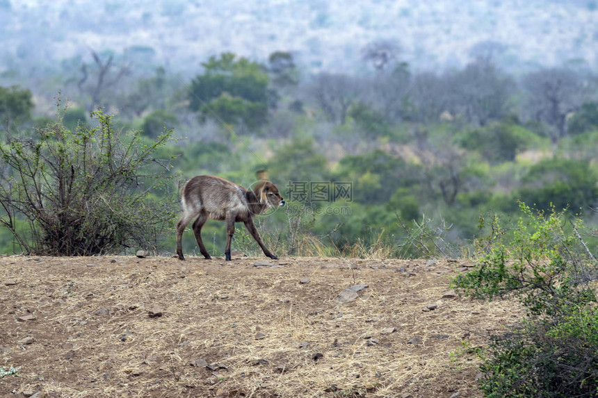 非洲南部Kruger公园的水桶羚羊图片