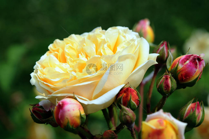 玫瑰是蔷薇科蔷薇属的多年生木本开花植物图片