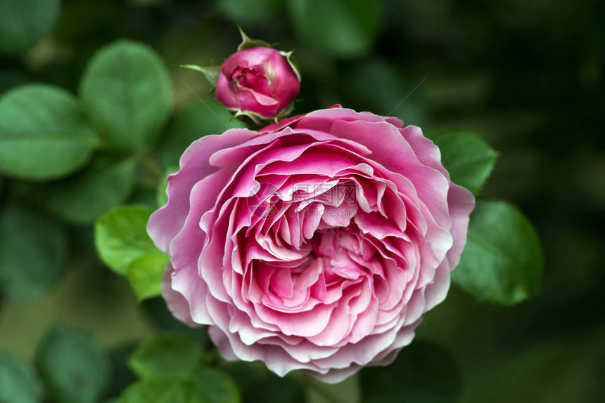 玫瑰是蔷薇科蔷薇属的多年生木本开花植物图片