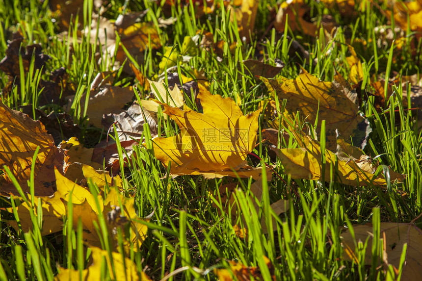 秋天森林里的黄叶在阳图片