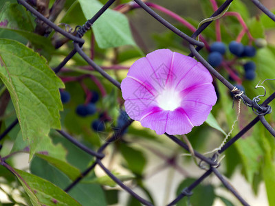 美丽的卷曲紫色花园里篱笆上的绿色藤蔓花图片