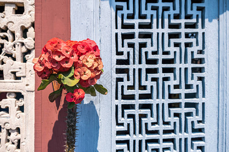 蓝墙背景的红波西安花或EuphorbiaMiliiDesmoul图片