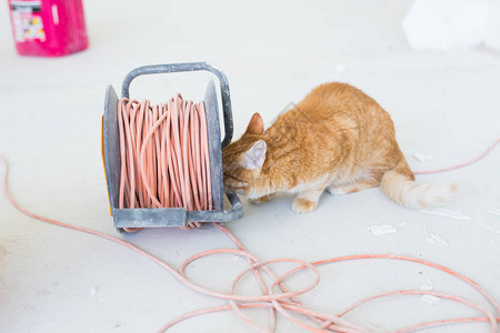 装修维修和宠物概念可爱的姜猫在装修期图片