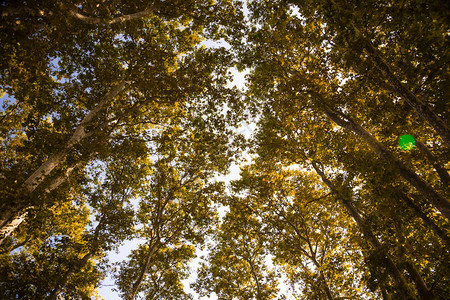 秋天的森林有黄色叶子的树冠秋图片