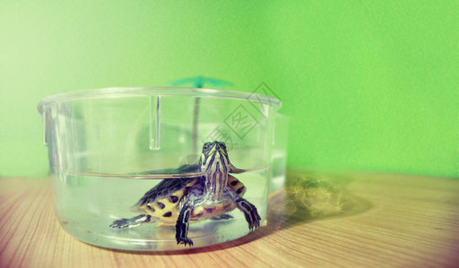 塑料鱼缸上的小家龟图片