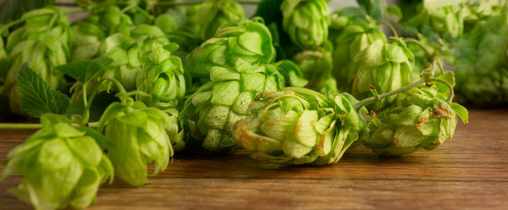 双胞胎啤酒酿过程的概念绿色草药全景图像图片
