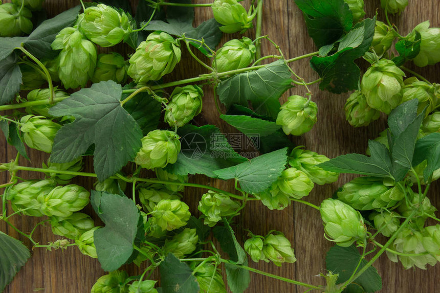 双胞胎啤酒酿过程的概念绿色草药模式背景图片