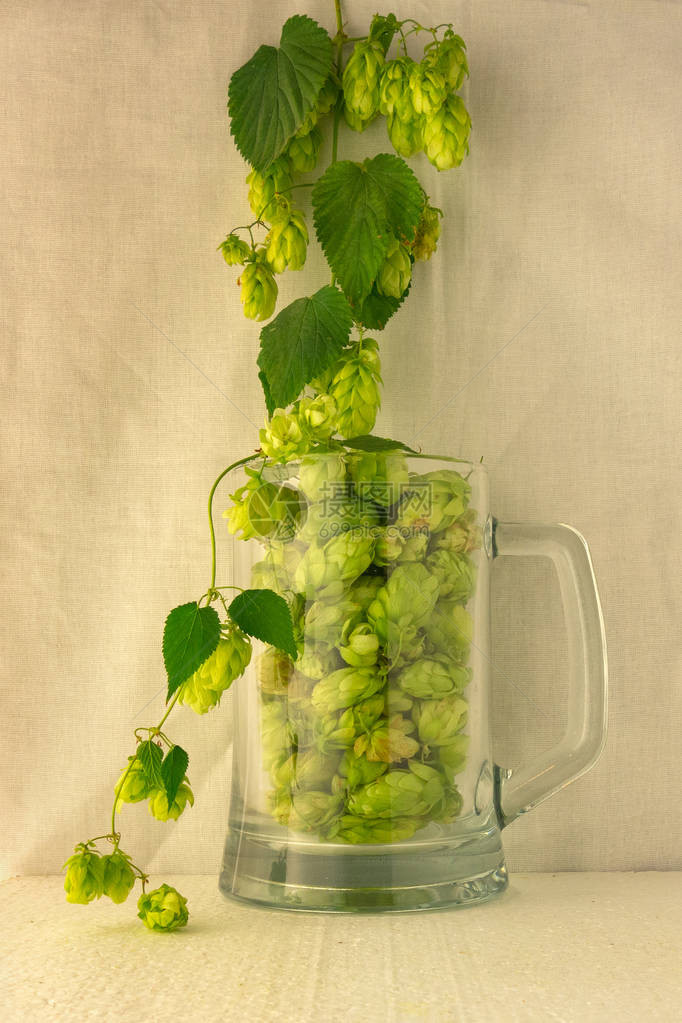 啤酒玻璃杯装满了绿色啤酒花锥和缠绕的树枝酿造过程的概念啤酒厂的传统工艺原料轻质织物背景上图片